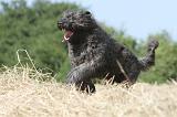 BOUVIER DES FLANDRES 006
